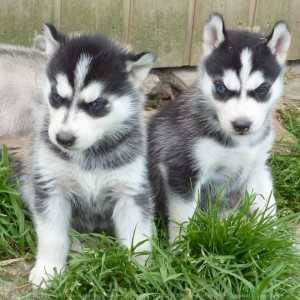 Blue Eyes Siberian Husky Puppies Available.